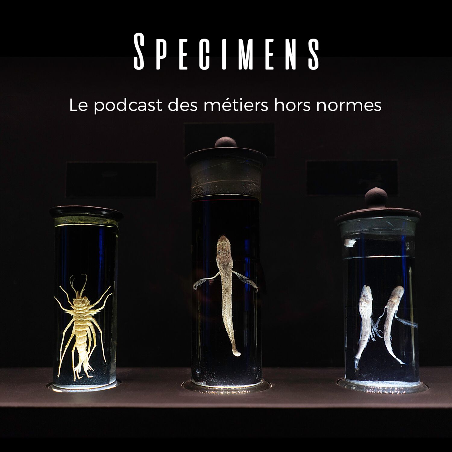 SPÉCIMENS