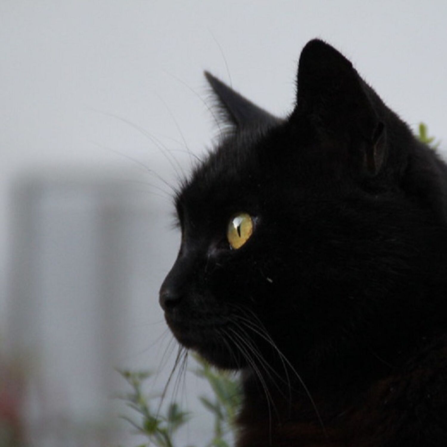 Les superstitions liées aux chats dans nos mythes et légendes bretonnes...