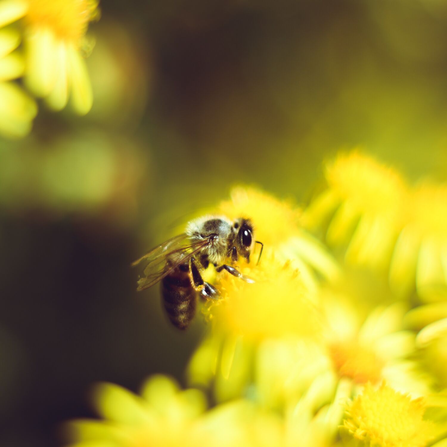 Fabriquer un hôtel pour abeilles solitaires