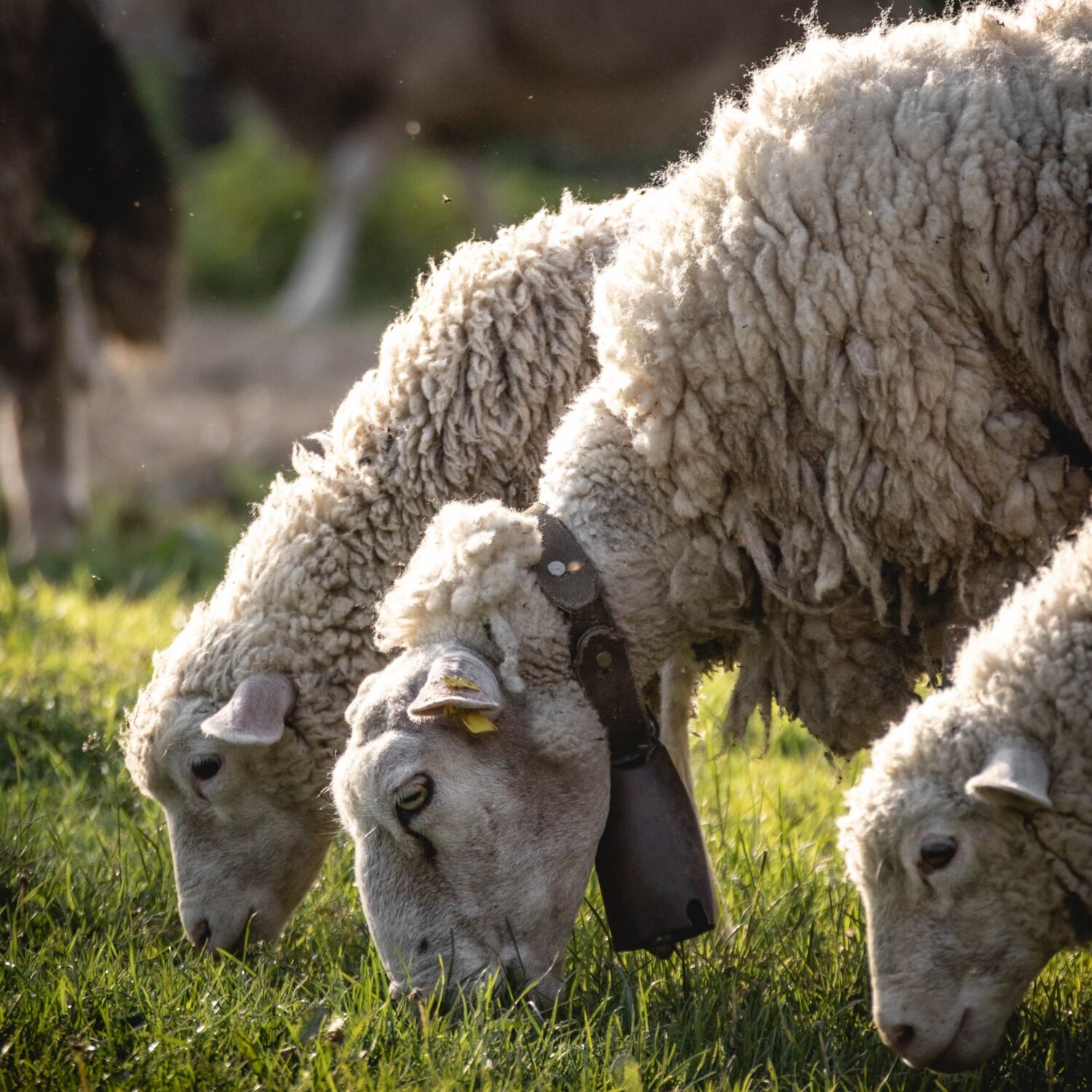 Mout Eco pagnie - louer un mouton pour tondre votre pelouse