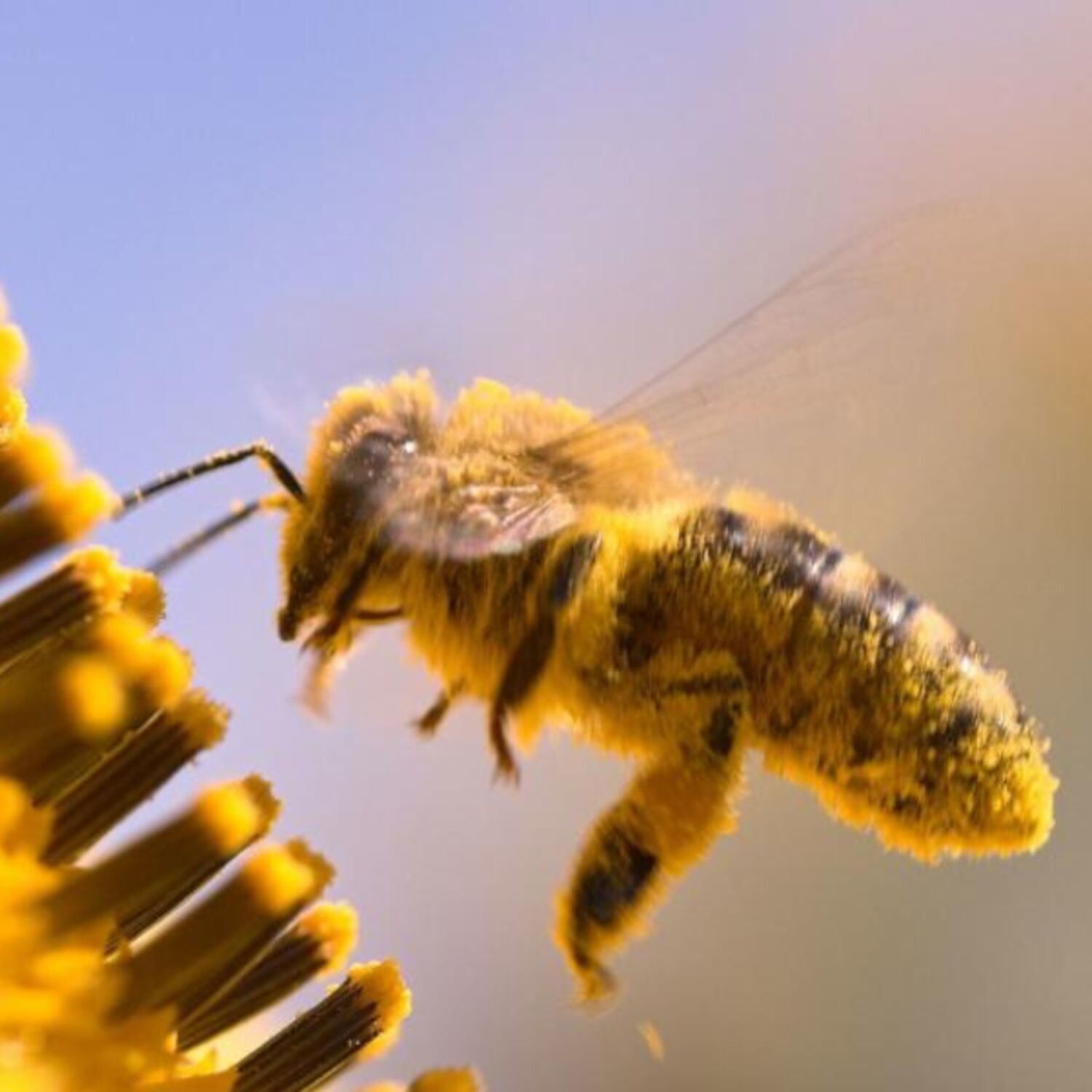 Опазване на опрашителите Опазване на опрашителите