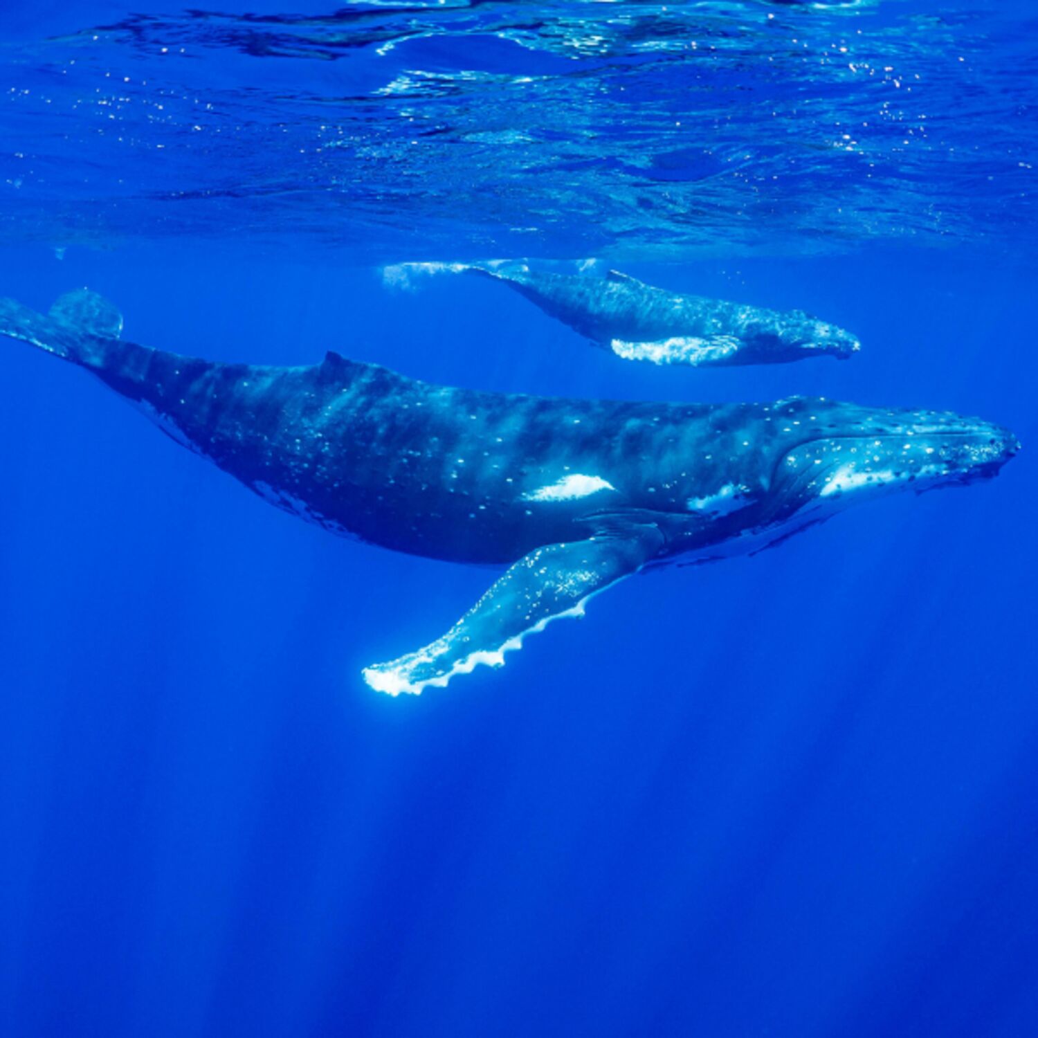 RO - Ridicarea ștachetei:  o mai bună legiferare