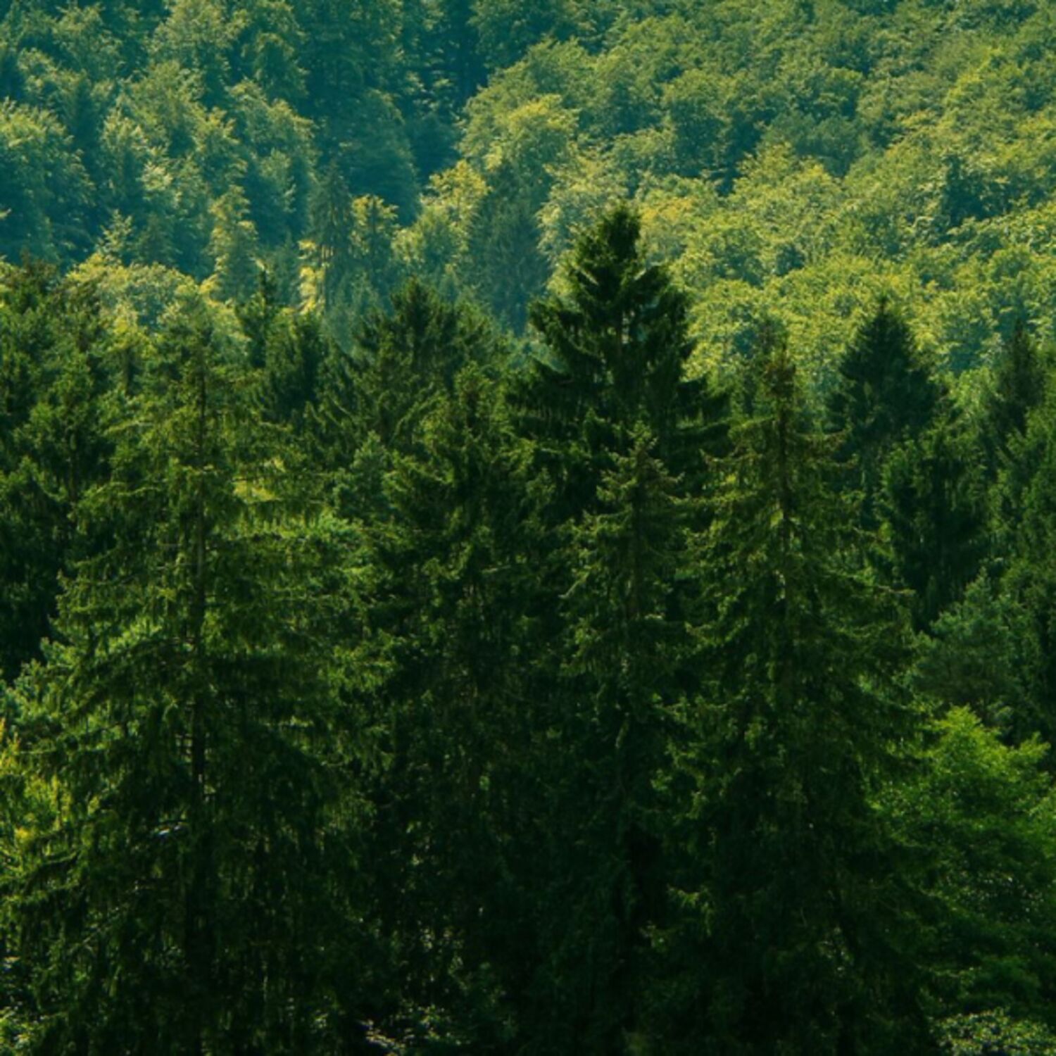 RO - Ridicarea ștachetei:  o mai bună legiferare