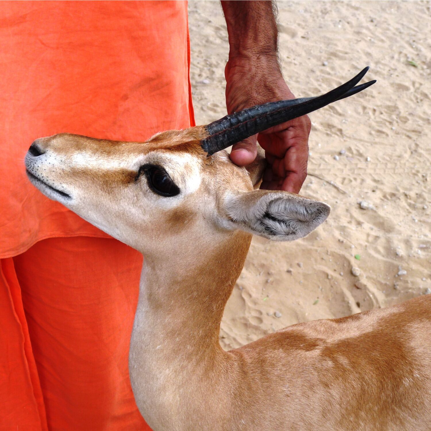 Instantanés du monde à Jajiwal ( Rajasthan, Inde ) Instantanés du monde à Jajiwal ( Rajasthan, Inde )