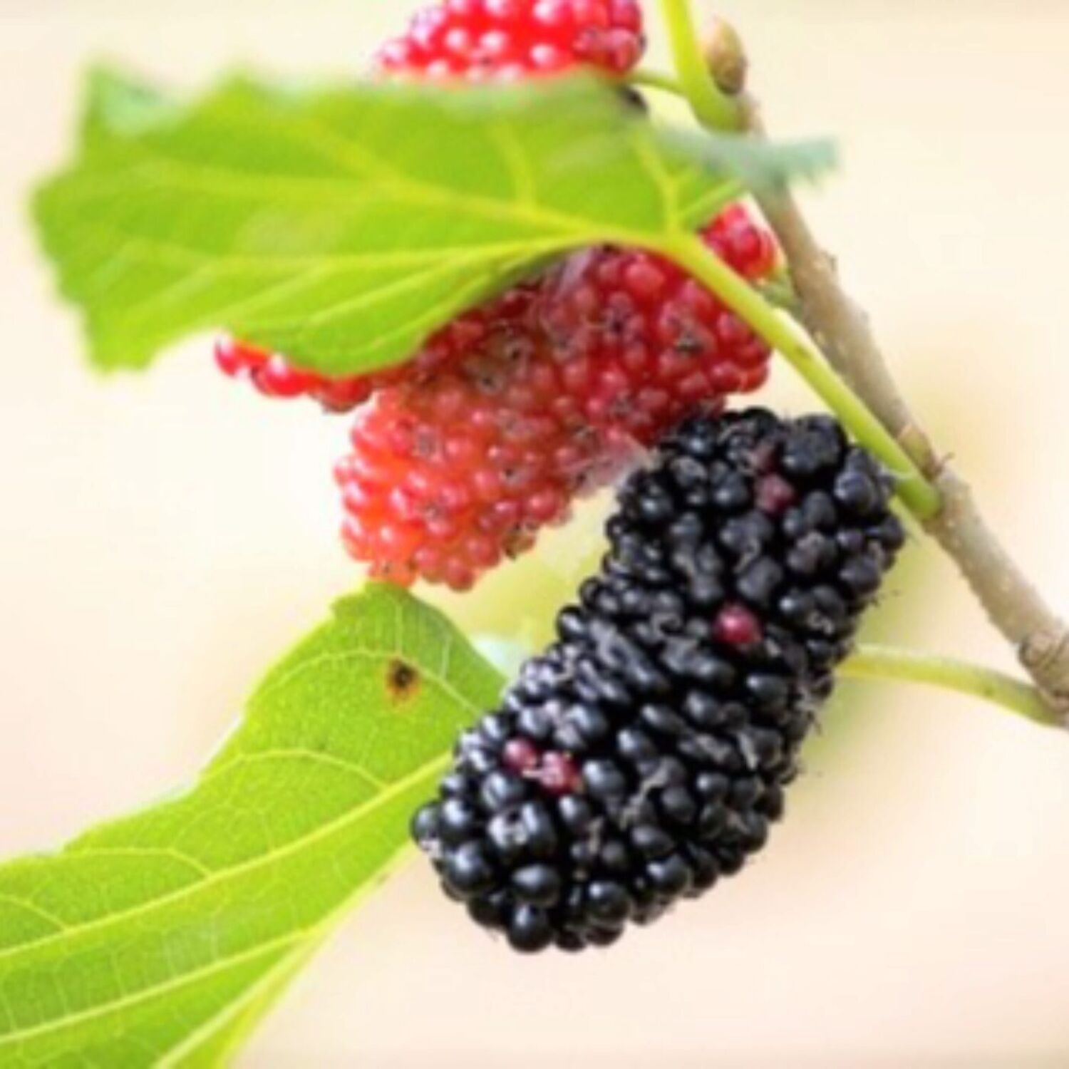 Benoît - le mûrier