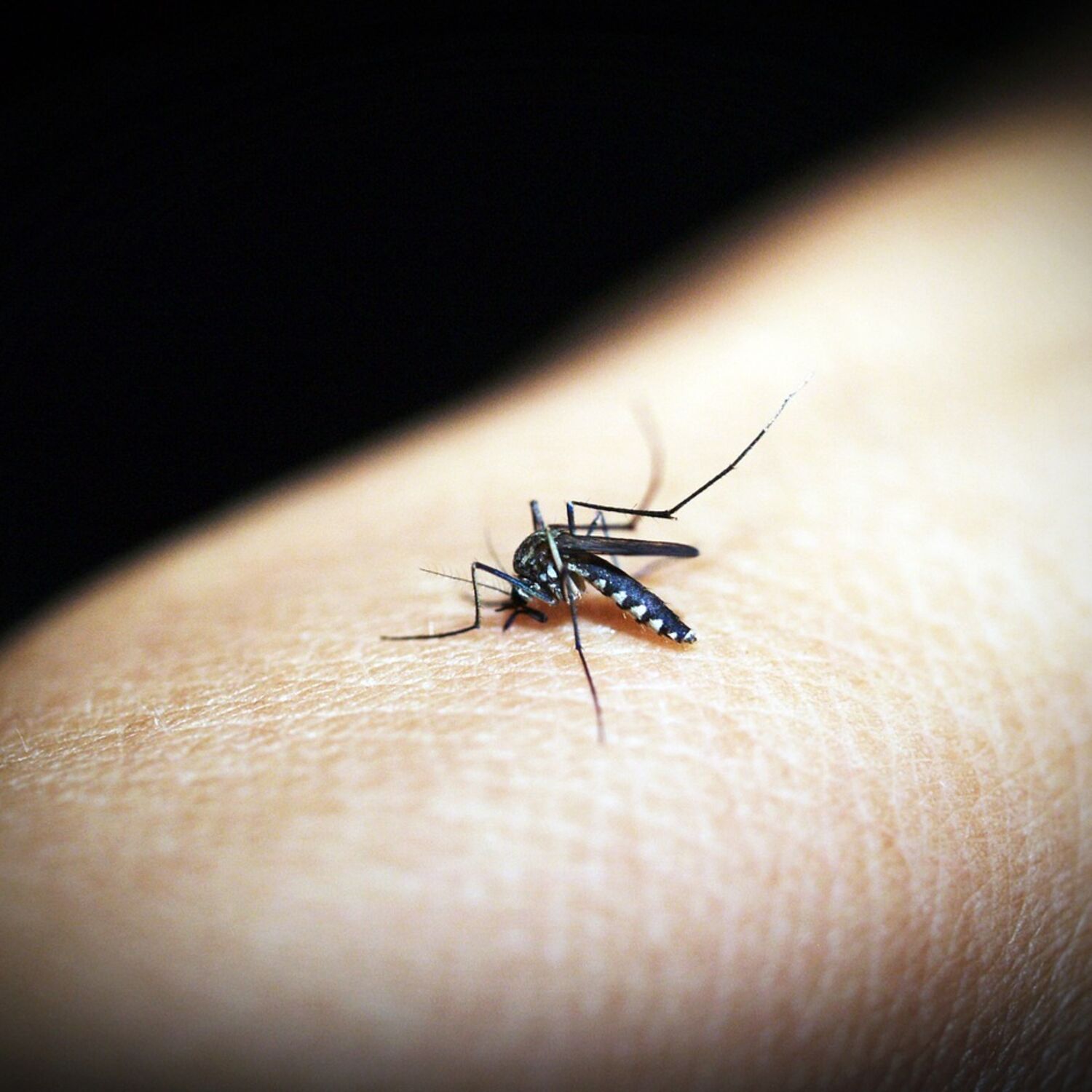 Pourquoi ça démange quand un moustique nous pique ?