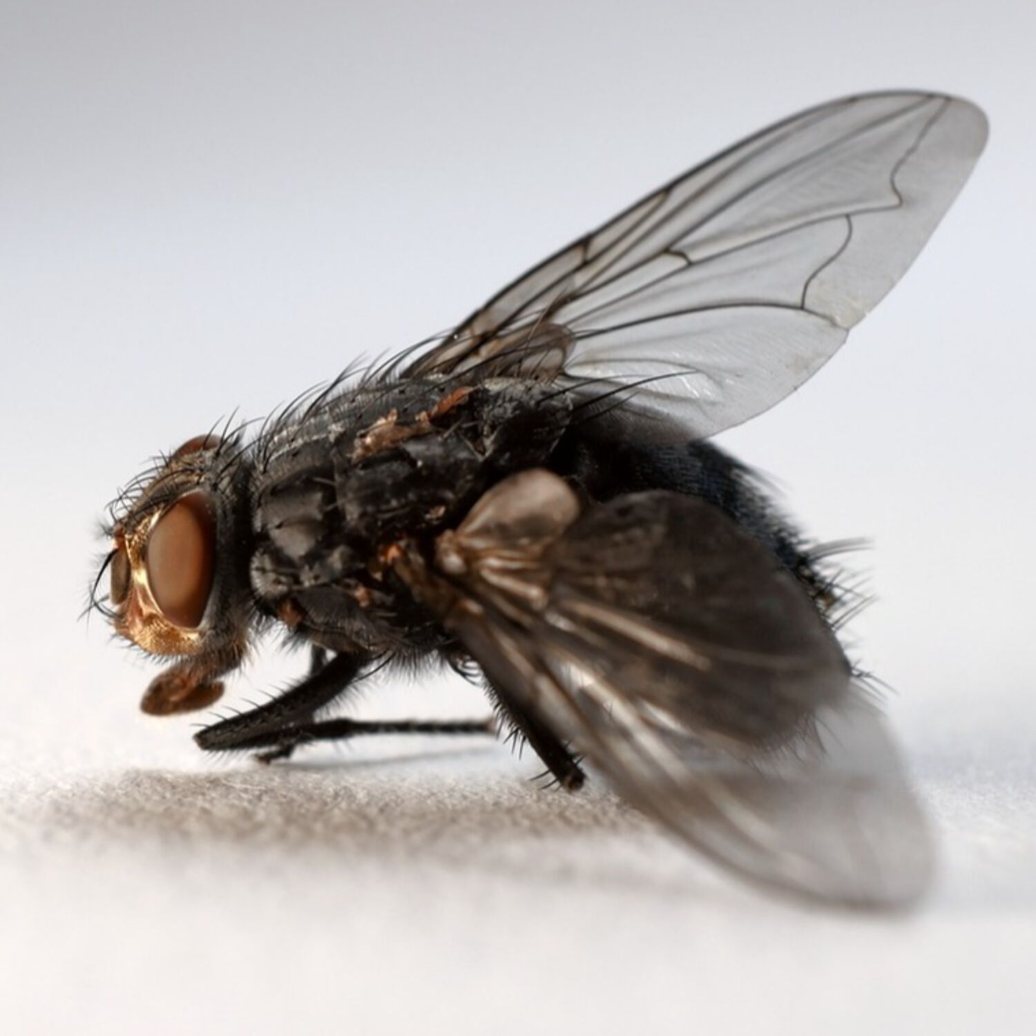 Pourquoi est-ce si difficile d’attraper une mouche  ?