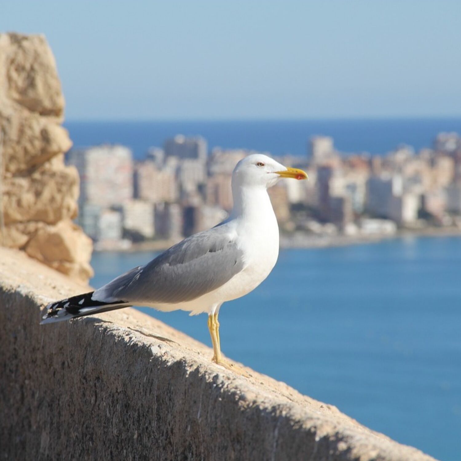 Comment (enfin) arrêter de confondre les mouettes et les goélands ?