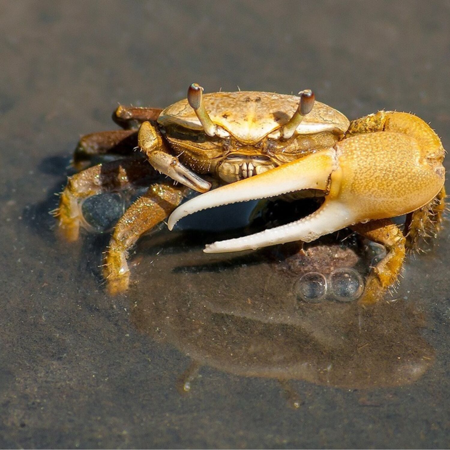 Pourquoi les crabes marchent-ils de travers ?