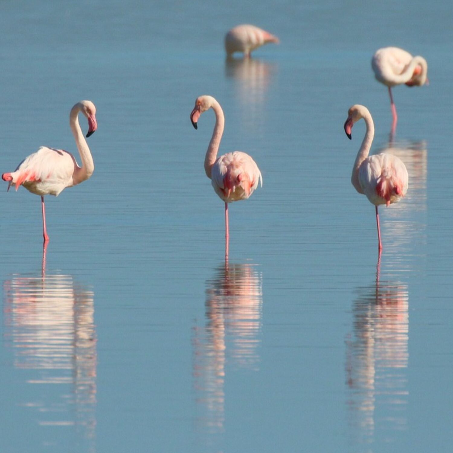 Pourquoi les flamants roses sont-ils roses ?