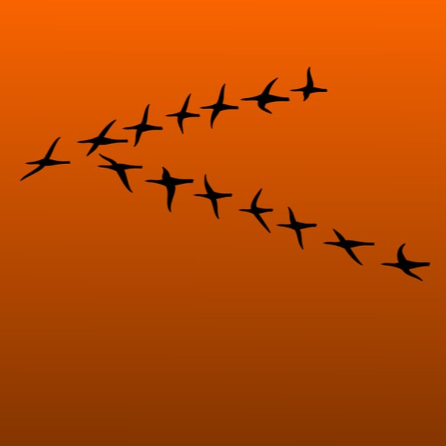 Pourquoi les oiseaux migrateurs volent-ils en V ?