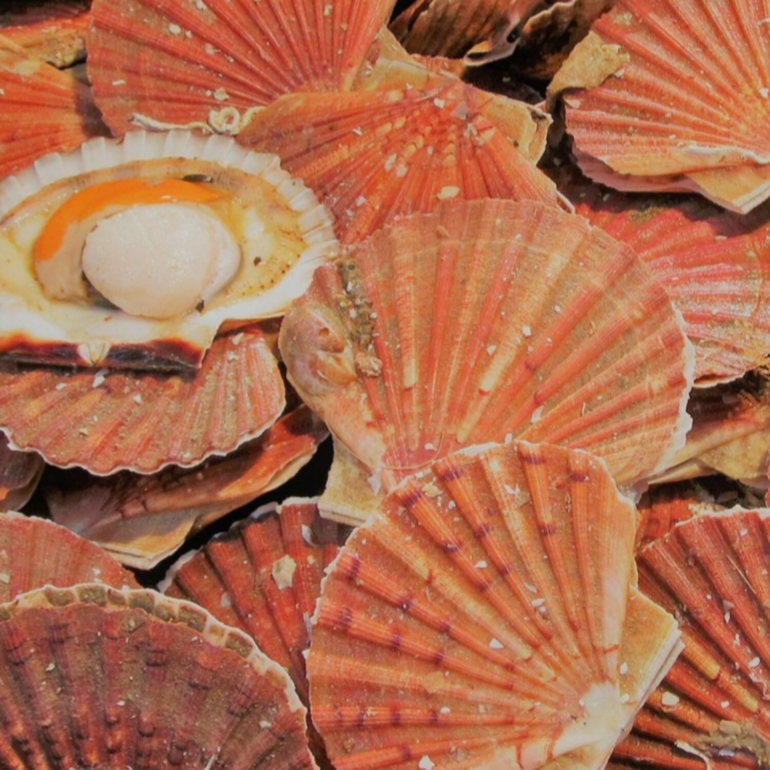 Pourquoi la coquille s'appelle-t-elle "Saint-Jacques" ?