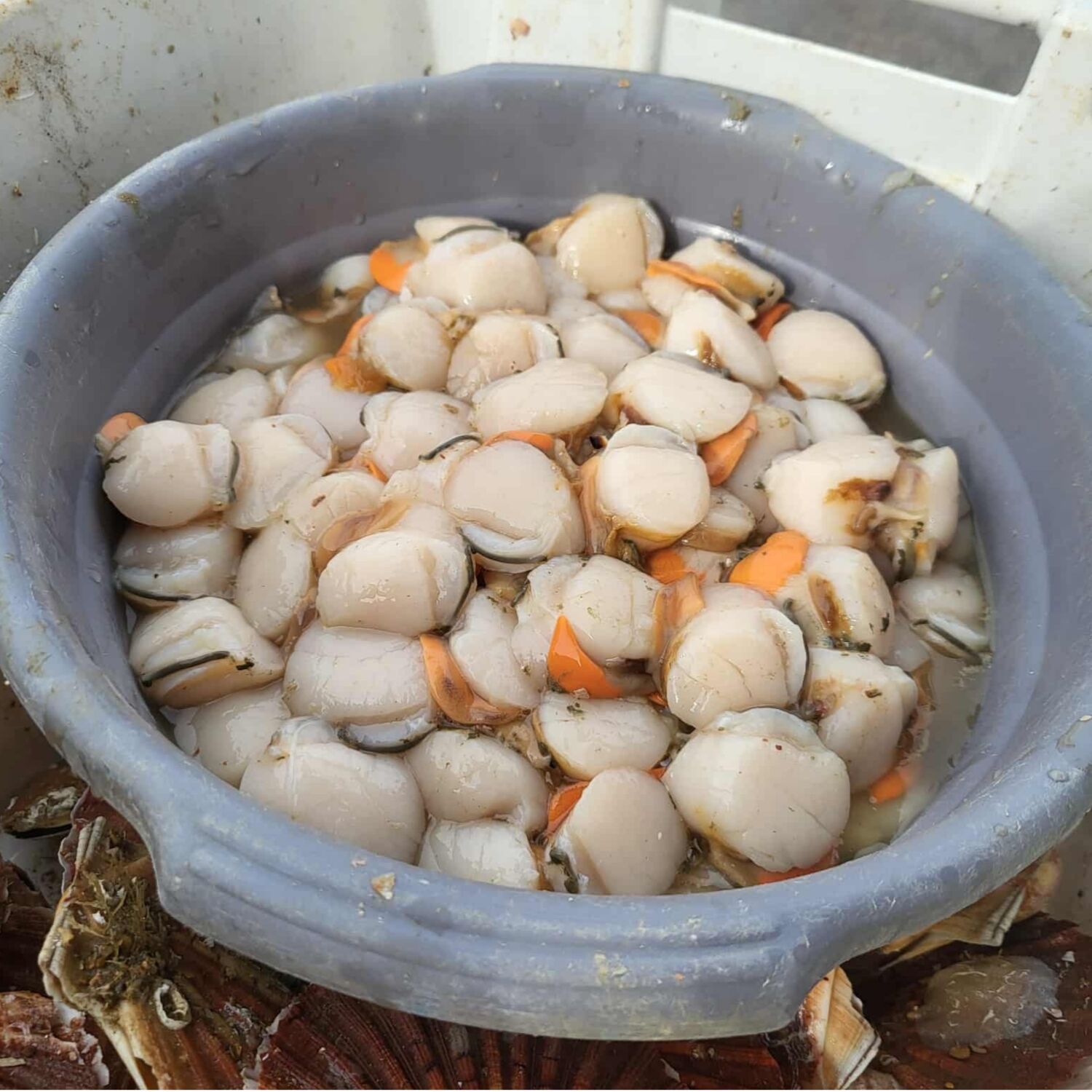 Calvados : reportage sur la pêche à la coquille Saint-Jacques