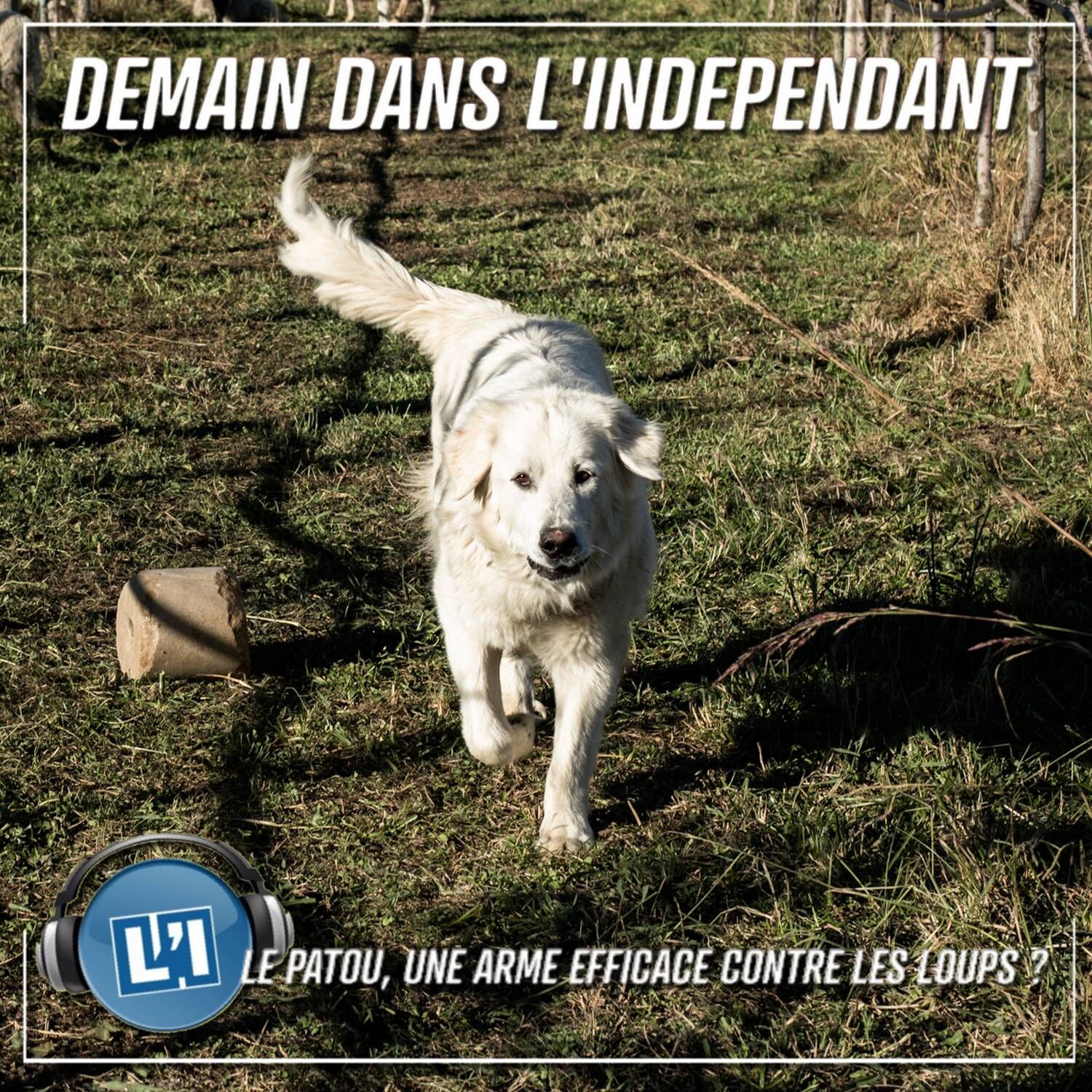 LE PATOU EST IL UNE ARME EFFICACE CONTRE LES LOUPS ?