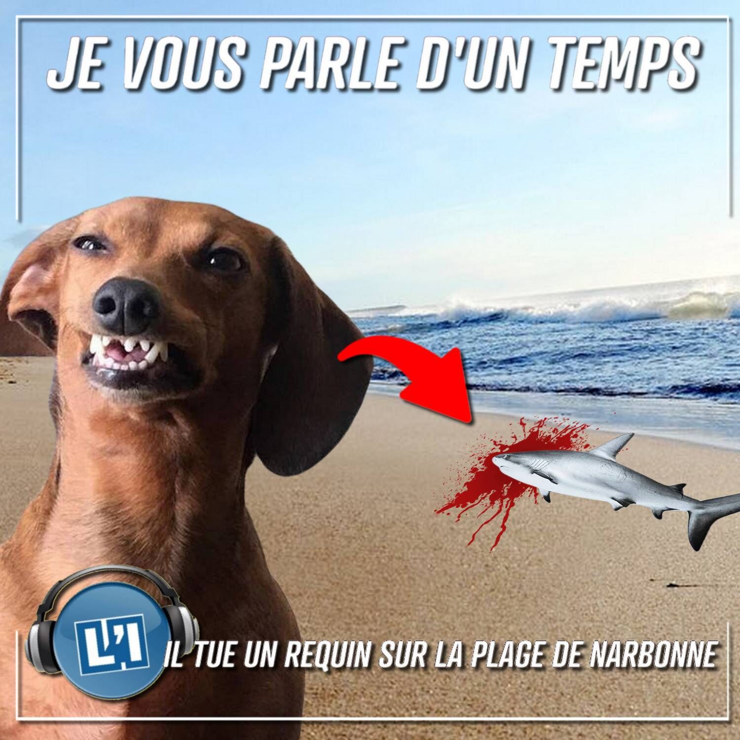 LE TECKEL DU MILITAIRE TUE UN REQUIN SUR LA PLAGE DE NARBONNE !