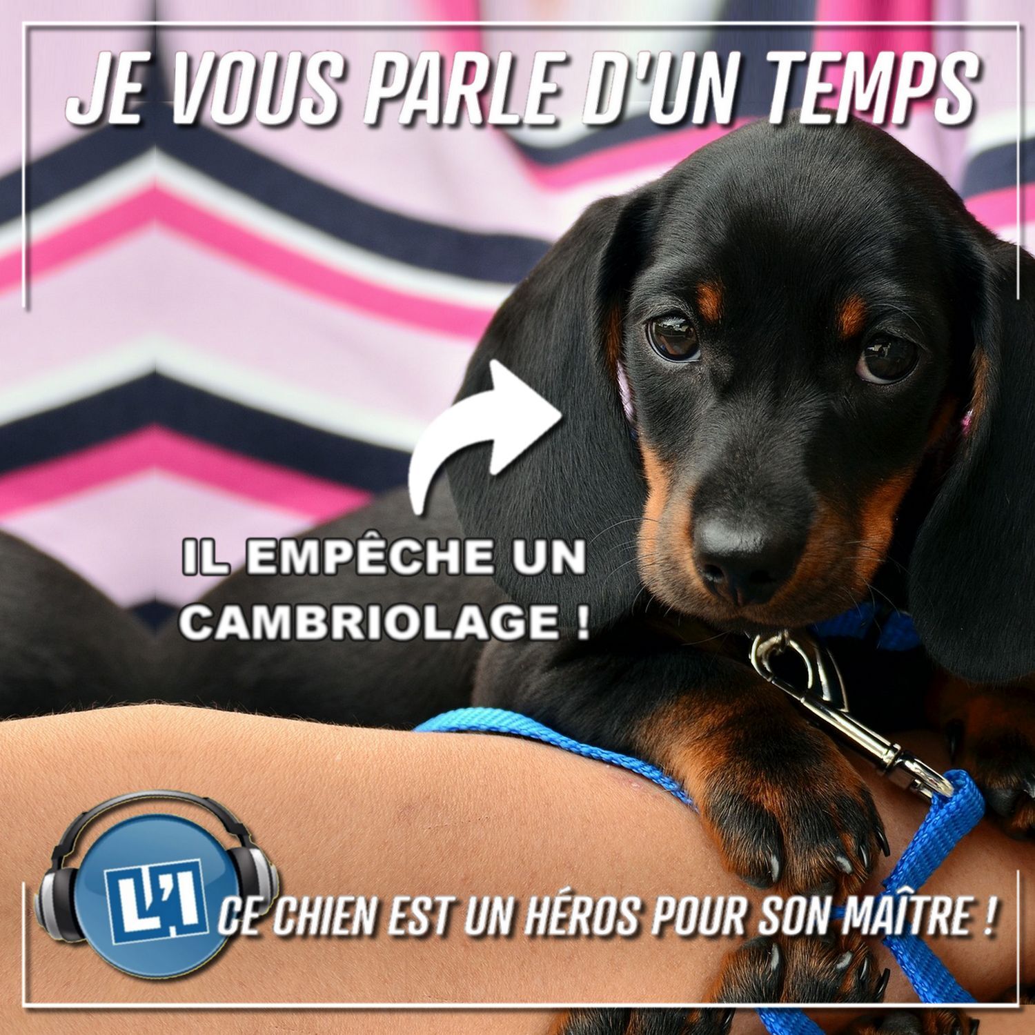 CE CHIEN EST UN HEROS POUR SON MAÎTRE