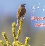 CARTE SIMPLE JOYEUX ANNIV OISEAU