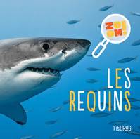 Zoom ! Les requins