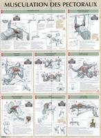 Musculation des pectoraux planche plastifiée