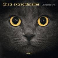 Chats extraordinaires