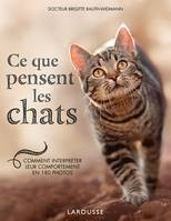 Ce que pensent les chats