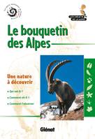 Le bouquetin des Alpes