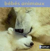 Bébés animaux