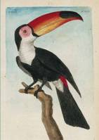 Carnet ligné Toucan, dessin 18e siècle