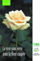 La rose sous serre pour la fleur coupée