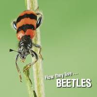 How they live... Beetles, Learn All There Is to Know About These Animals!