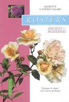 Rosiers anciens et modernes : comment les choisir, anciens & modernes