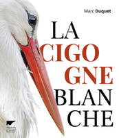 Oiseaux La Cigogne blanche