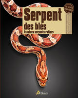 Serpent des blés & autres serpents ratiers - Pantherophis guttata, P. obsoletus, Bogertophis