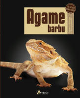 Agame barbu - Pogona vitticeps, P. henrylawsoni