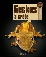 Geckos à crête - Rhacodactylus ciliatus, leachianus