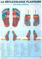 Deux posters (identiques) de réflexologie plantai re