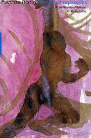 Rodin dessins et aquarelles, dessins et aquarelles