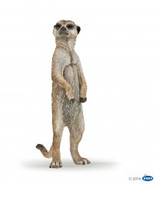 Suricate debout