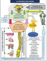 Sophrologie SDHEA, psychosomatique, respiration sophronique,relaxation SDHEA