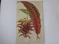 LITHOGRAPHIE 19ème PLANTE CROTON MUSAICUS