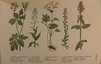 Quel est donc cette plante ? - Les plantes médicinales et vénéneuses de France. Leur descriptions et leur activité.
