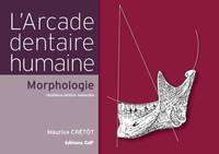 L'arcade dentaire humaine - Morphologie, morphologie