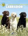 Le labrador