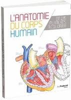 L'anatomie du corps humain, en 25 planches à colorier
