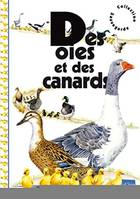 DES OIES ET DES CANARDS