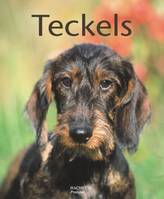 Teckels, des chiens têtus et attachants