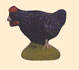 POULE NOIRE