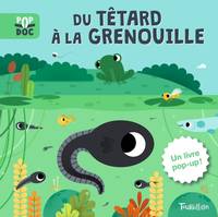 Pop doc, Du têtard à la grenouille - Pop up