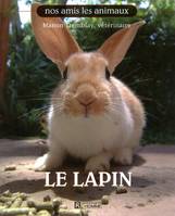 Le lapin