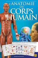 L'anatomie du corps humain, 24 grandes planches illutrées